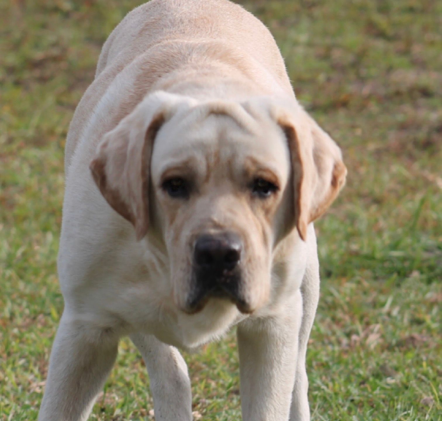 Penny Lane’s Frederick The Peaceful Ruler