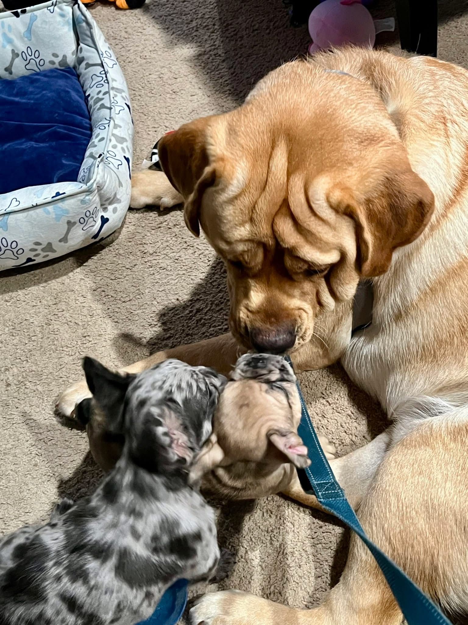 Past Twyla Puppies