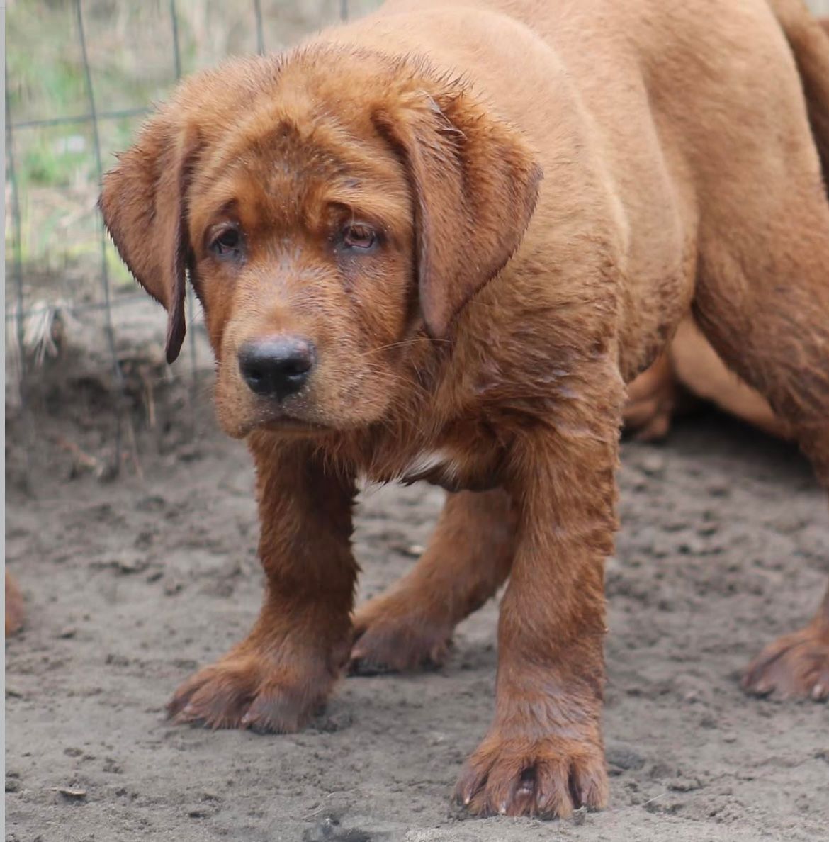 Past Twyla Puppies