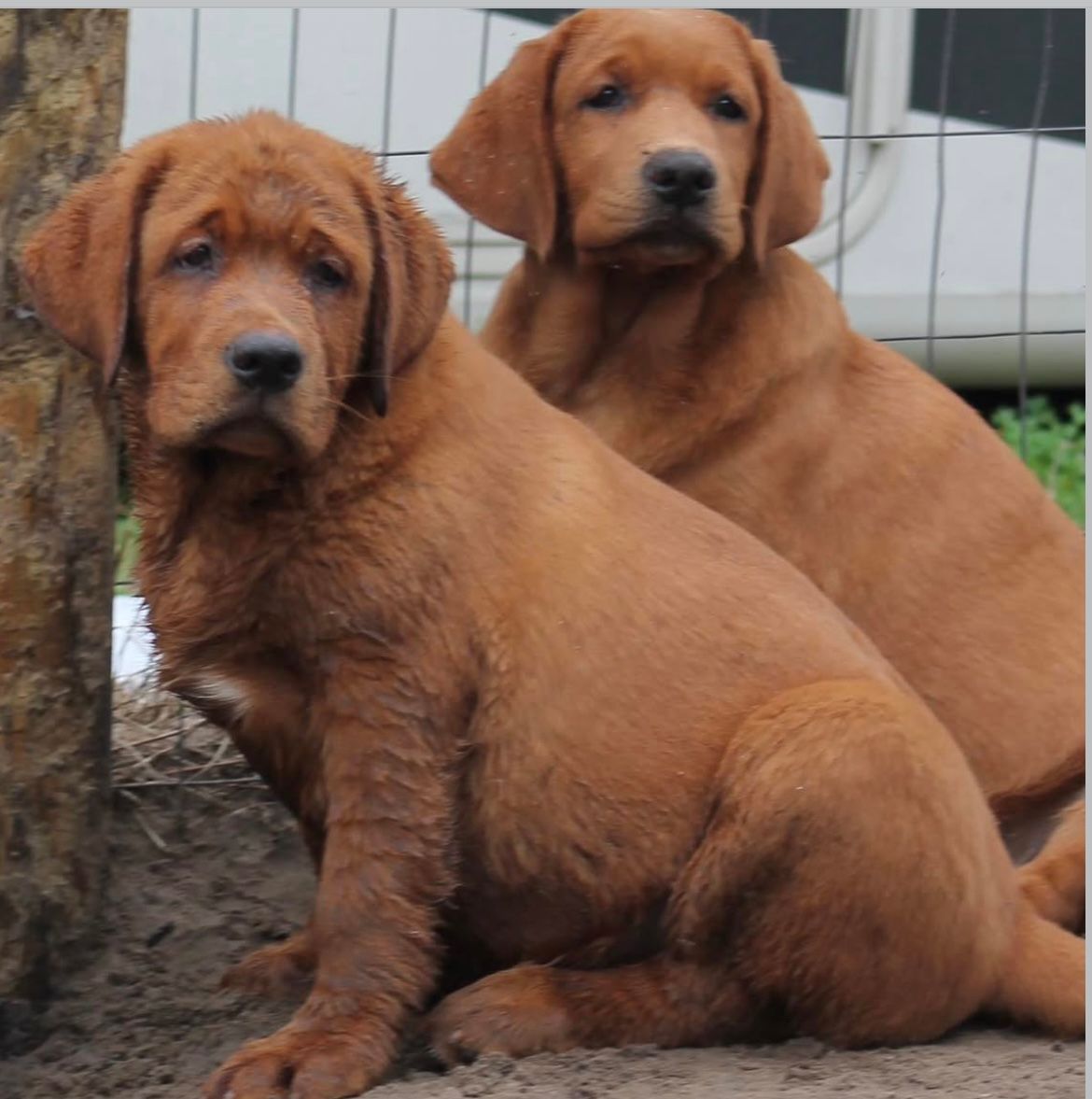 Past Twyla Puppies