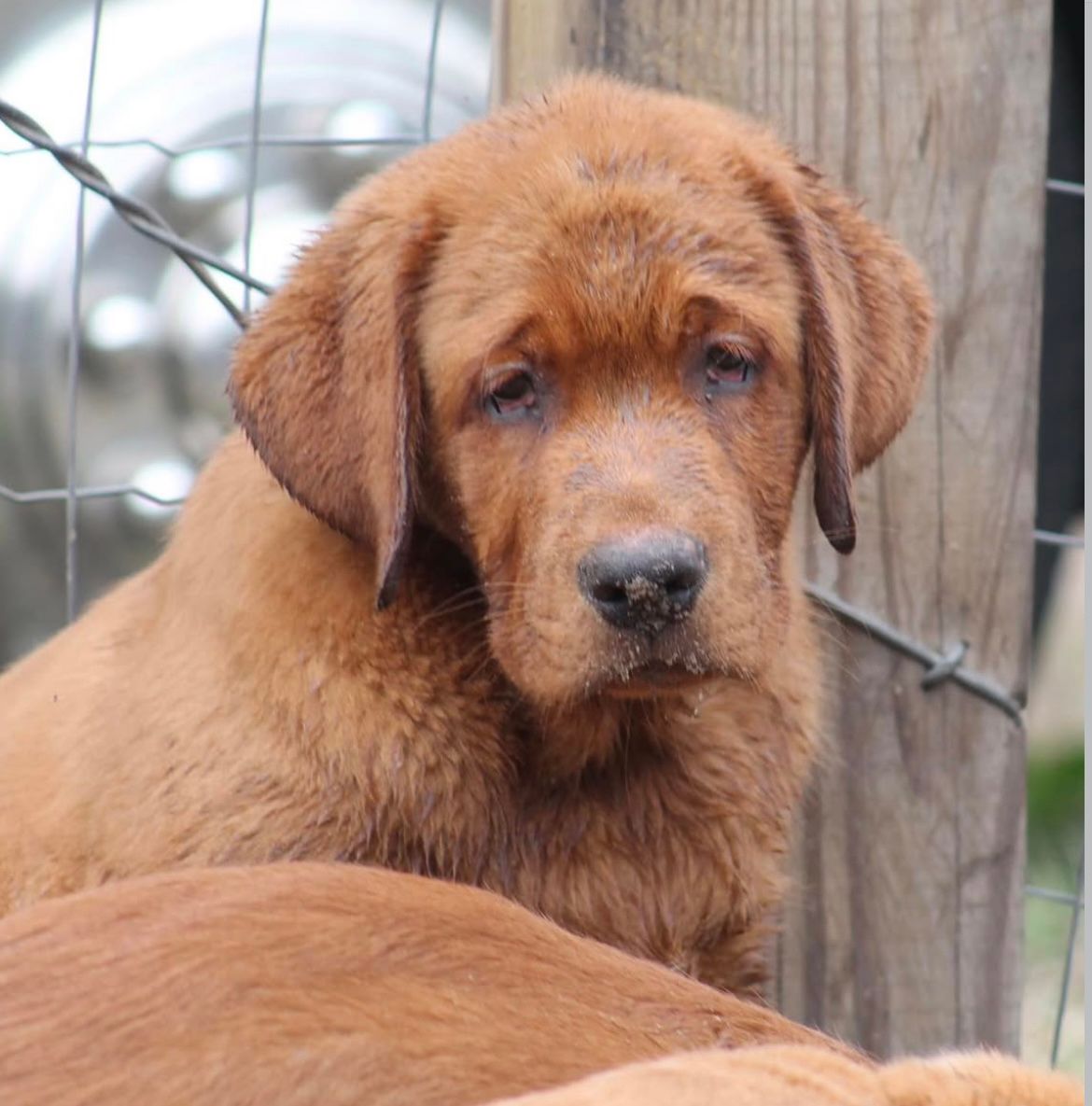 Past Twyla Puppies