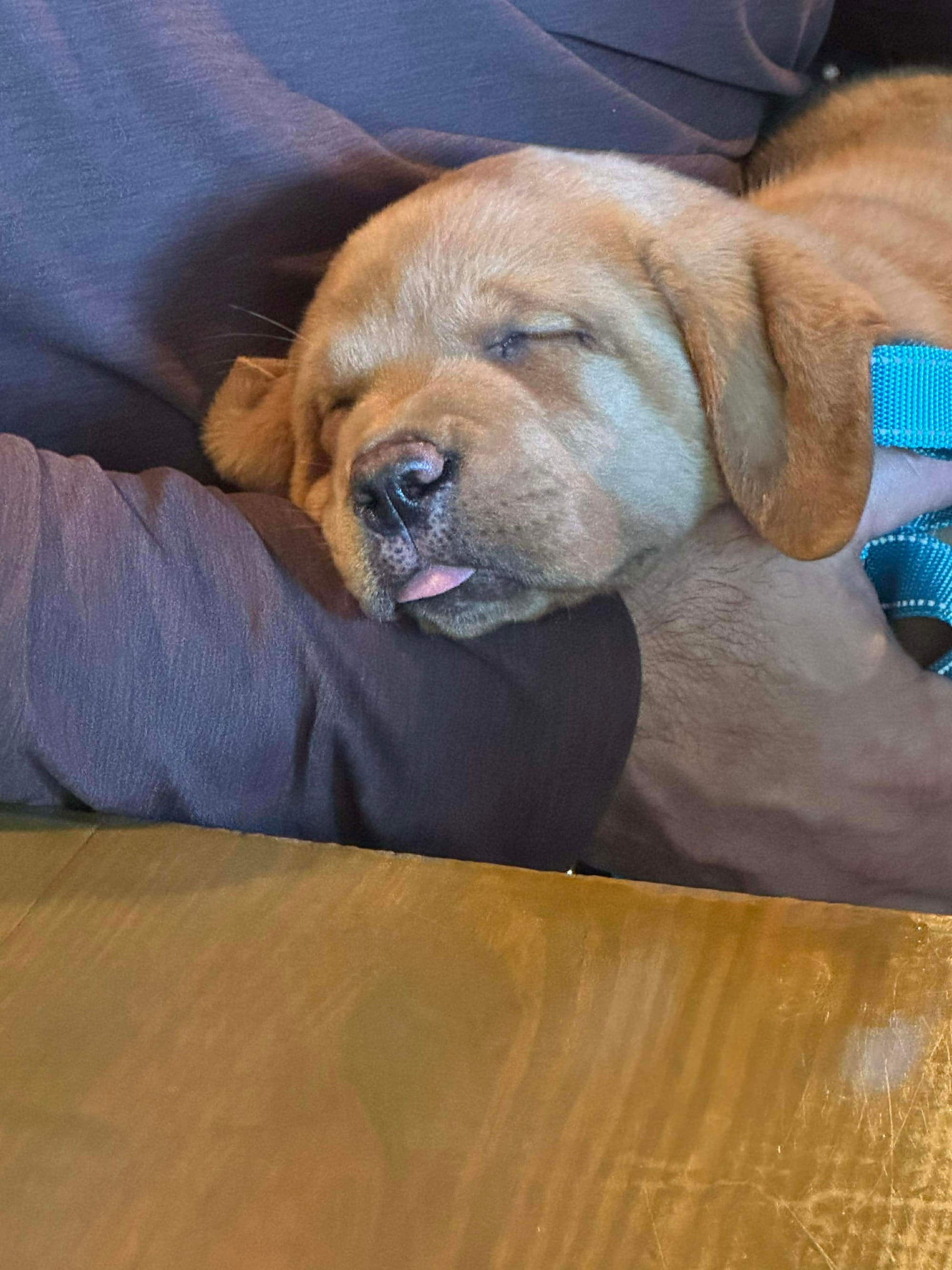 Past Twyla Puppies