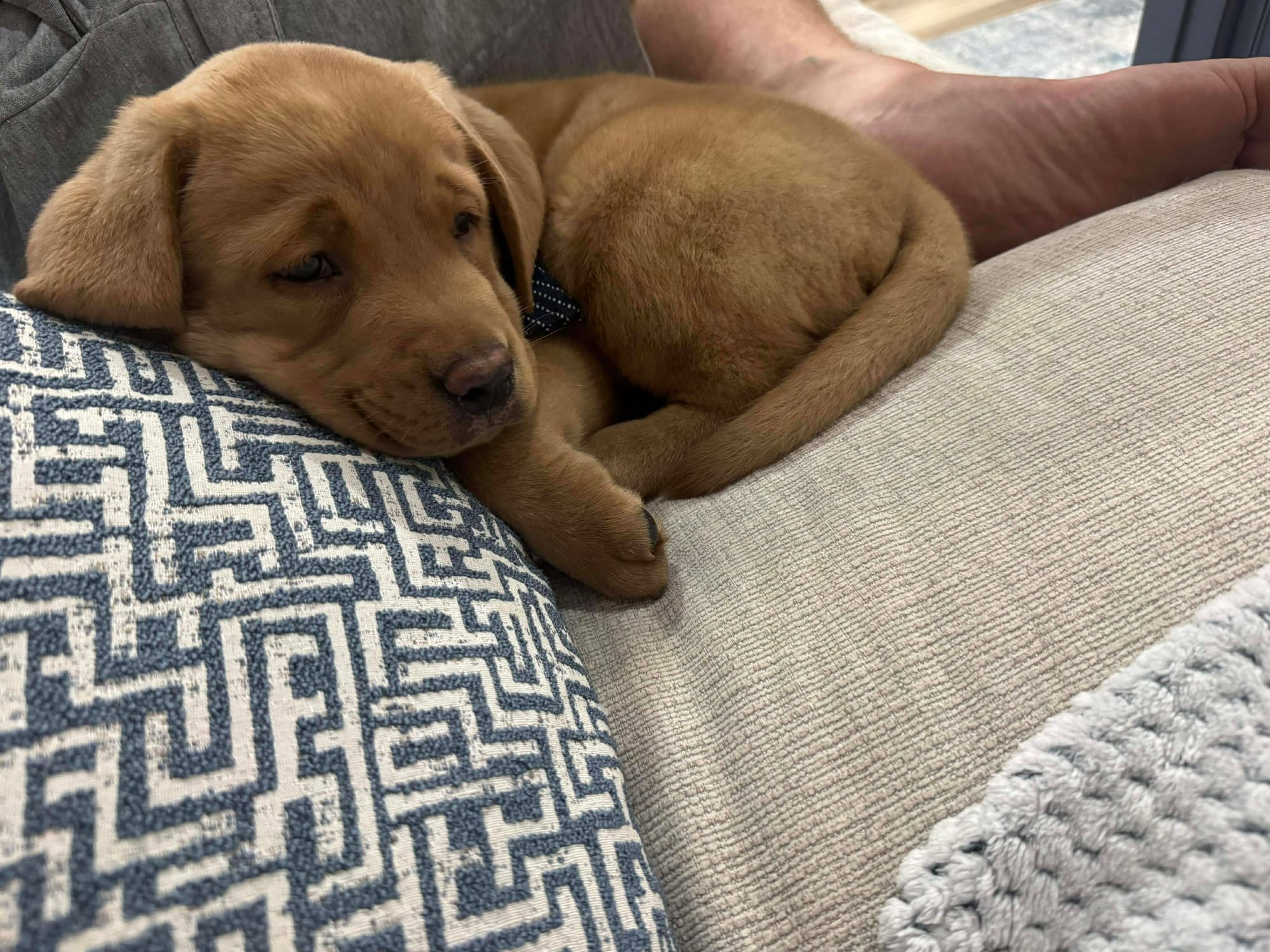Past Twyla Puppies