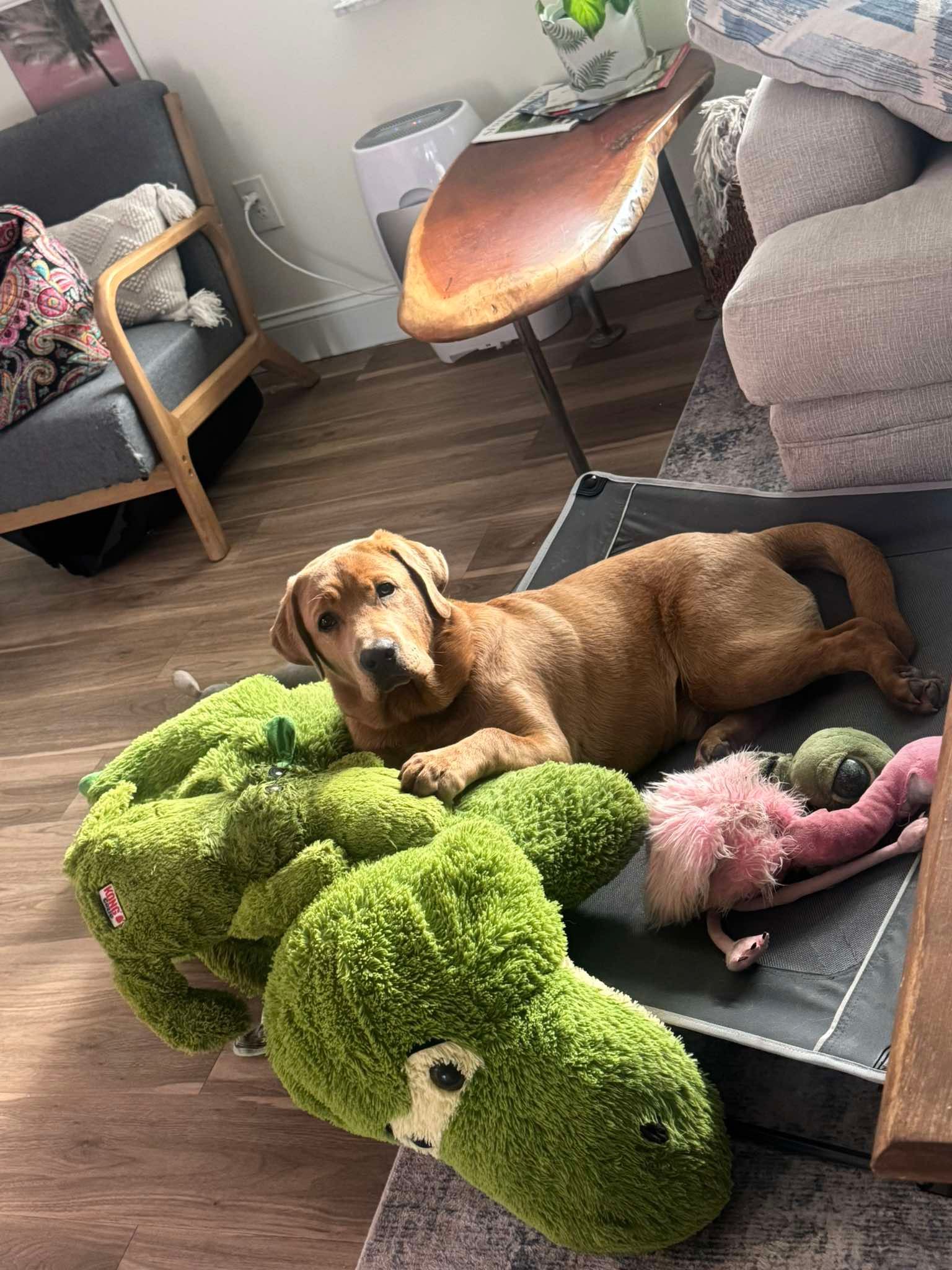 Past Twyla Puppies