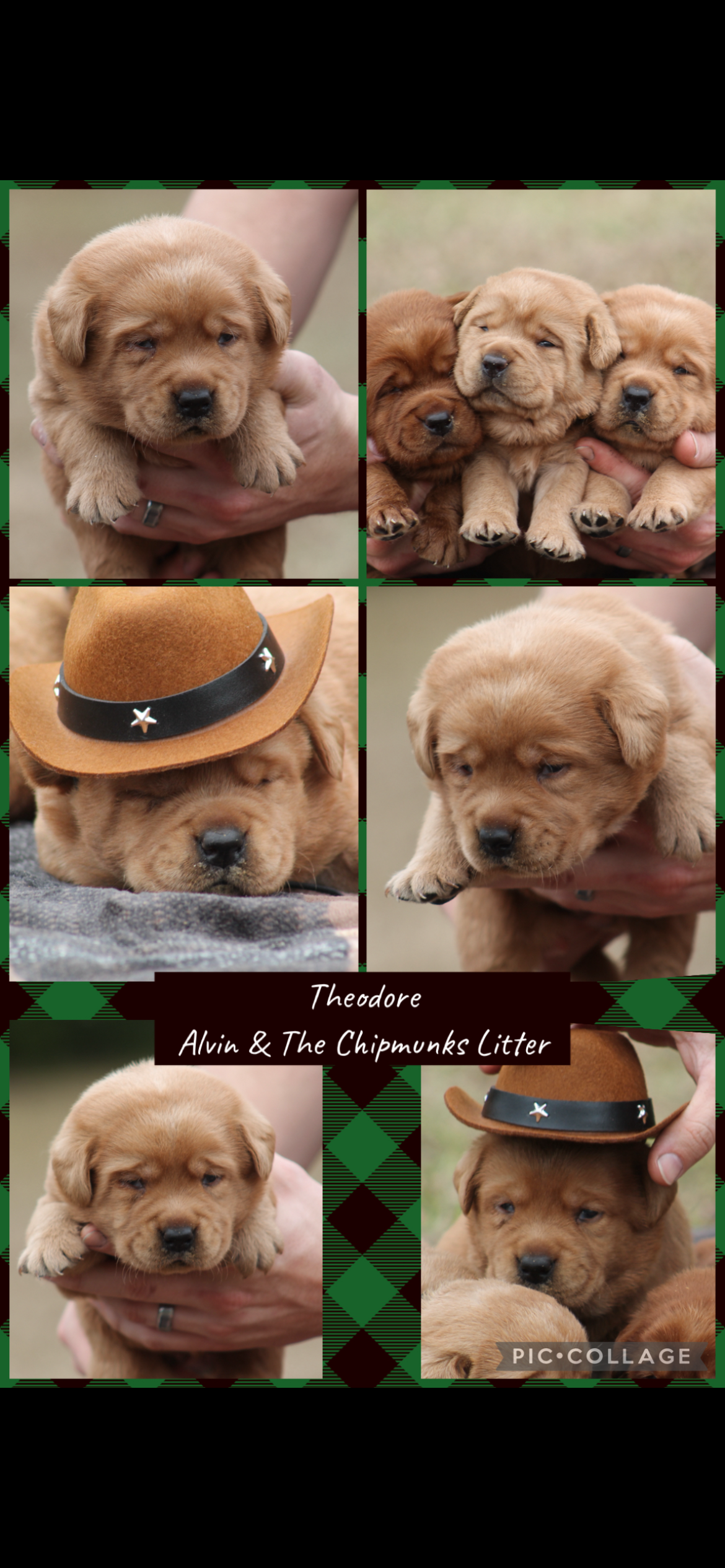 Past Twyla Puppies