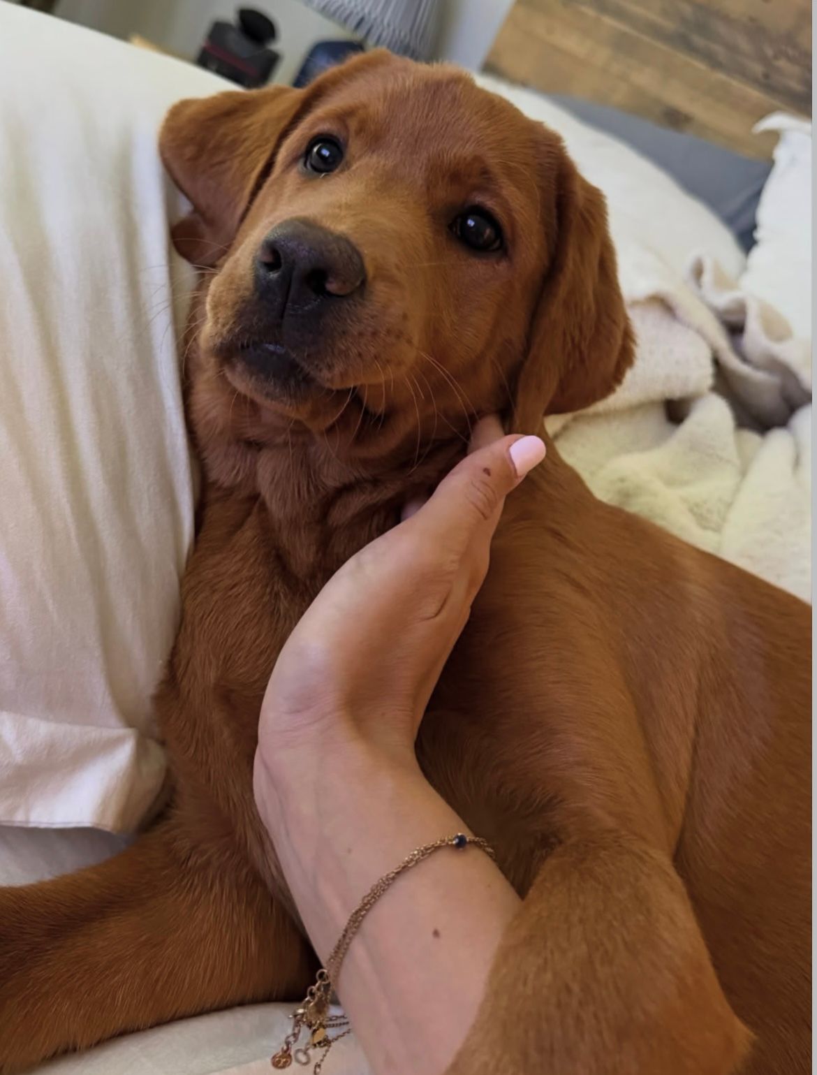 Avonlea Pups