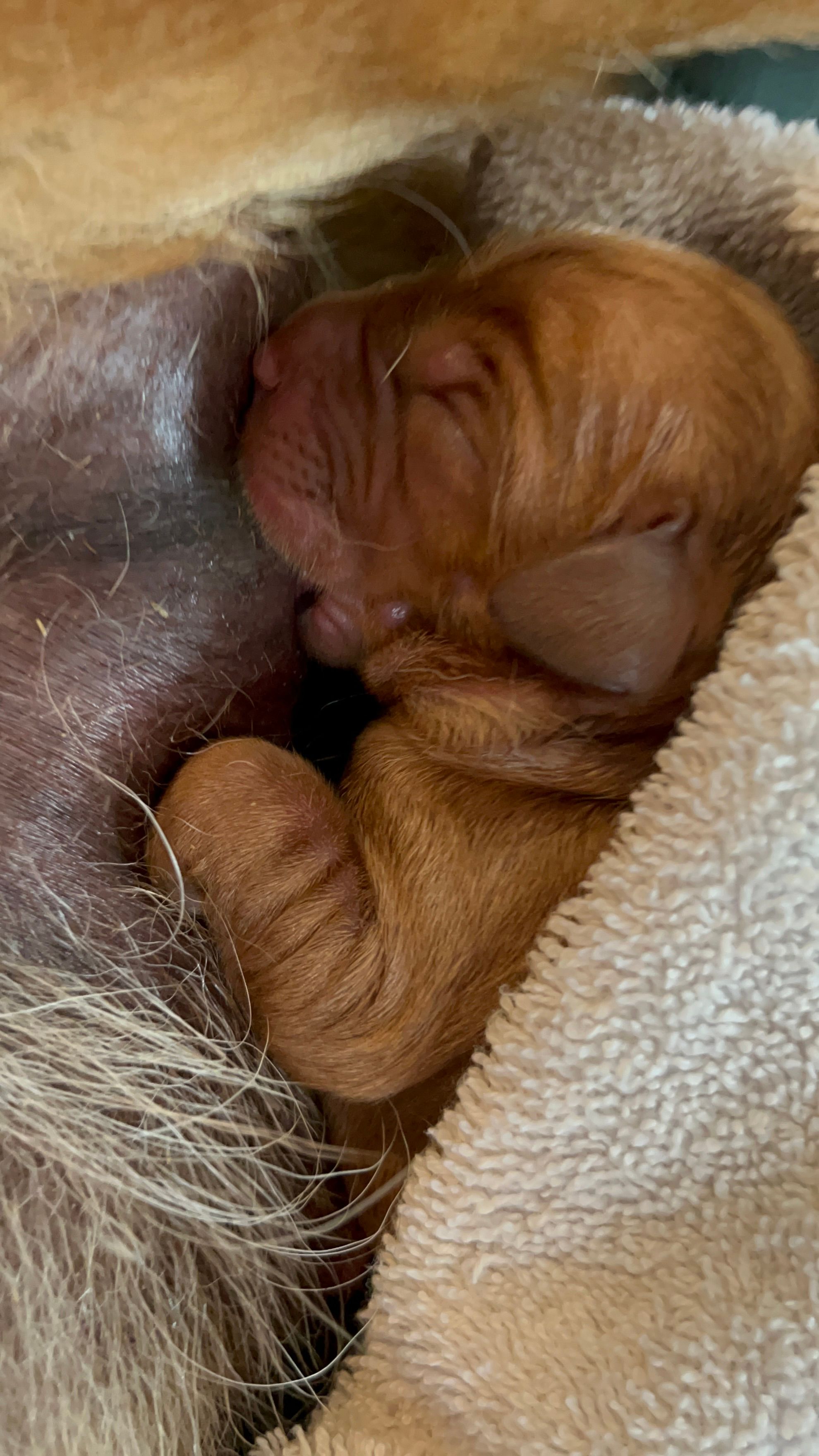 Avonlea Pups