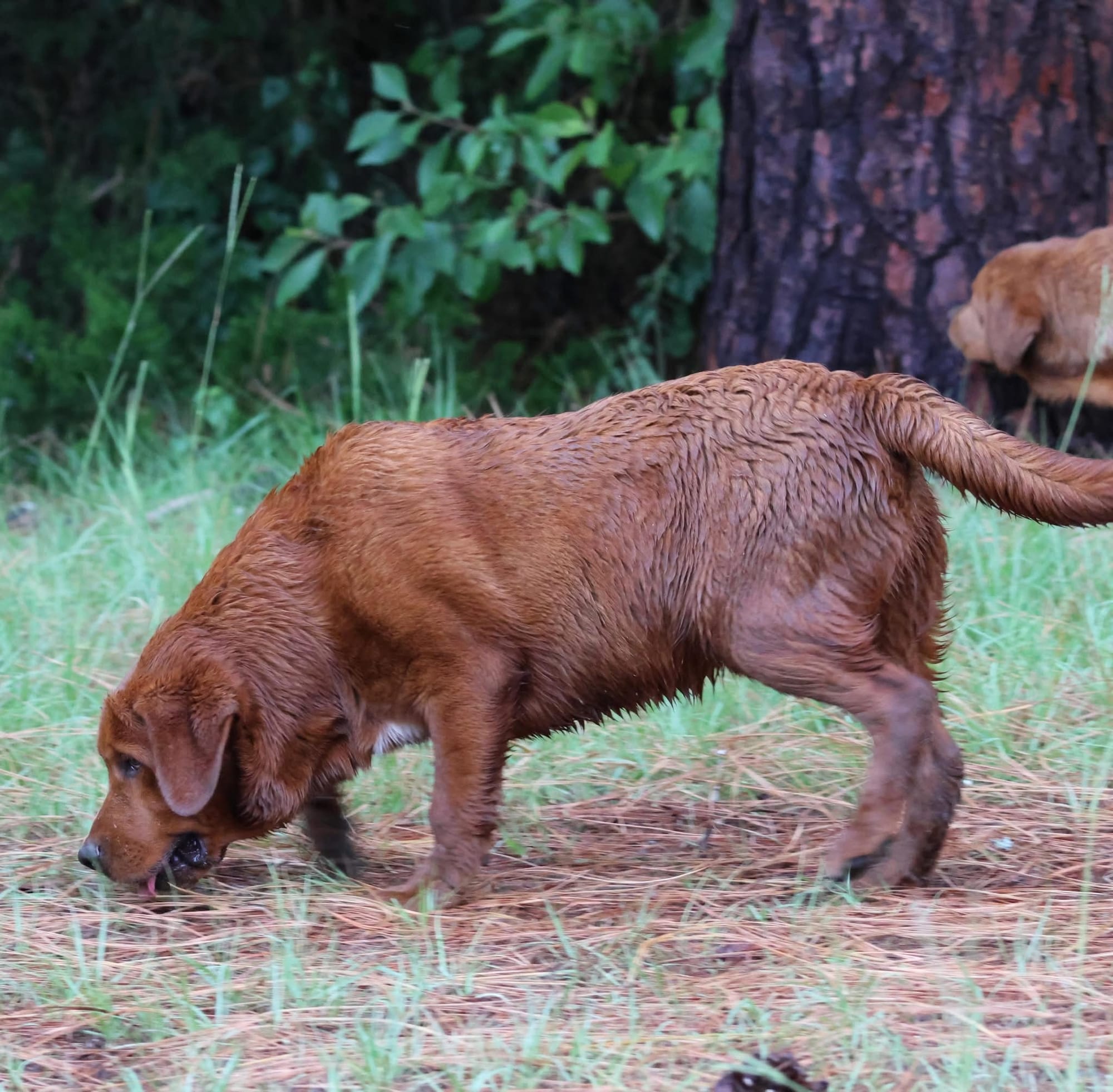 Past Seymour Puppies 