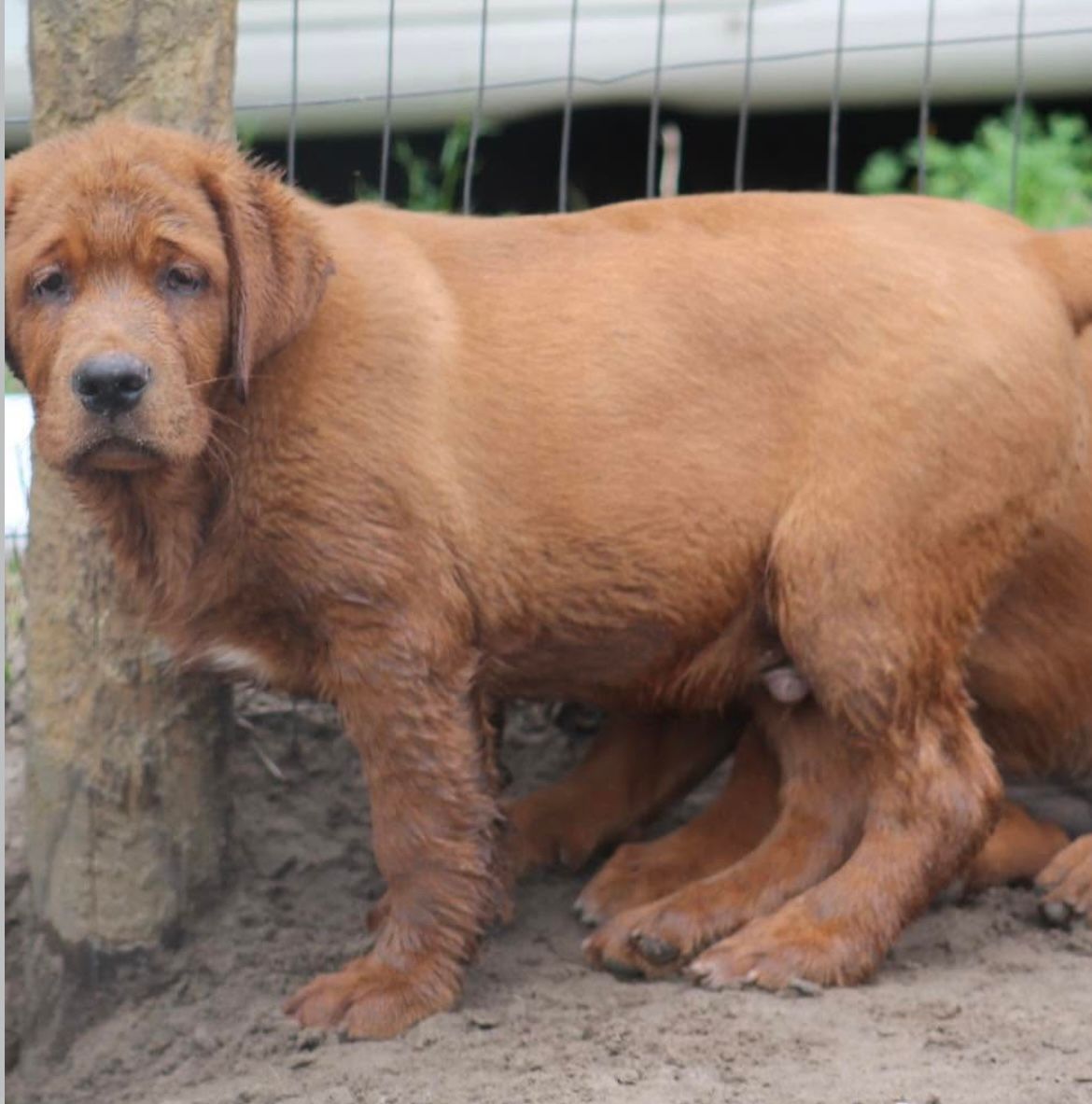 Past Seymour Puppies 