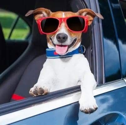 Haulin' Paws Transport Services