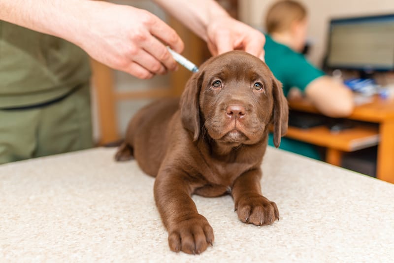 Revival Pet Supplies/Vaccines