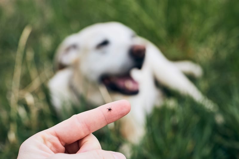 BUDGET PET CARE (Affordable Monthly Parasite Preventatives)