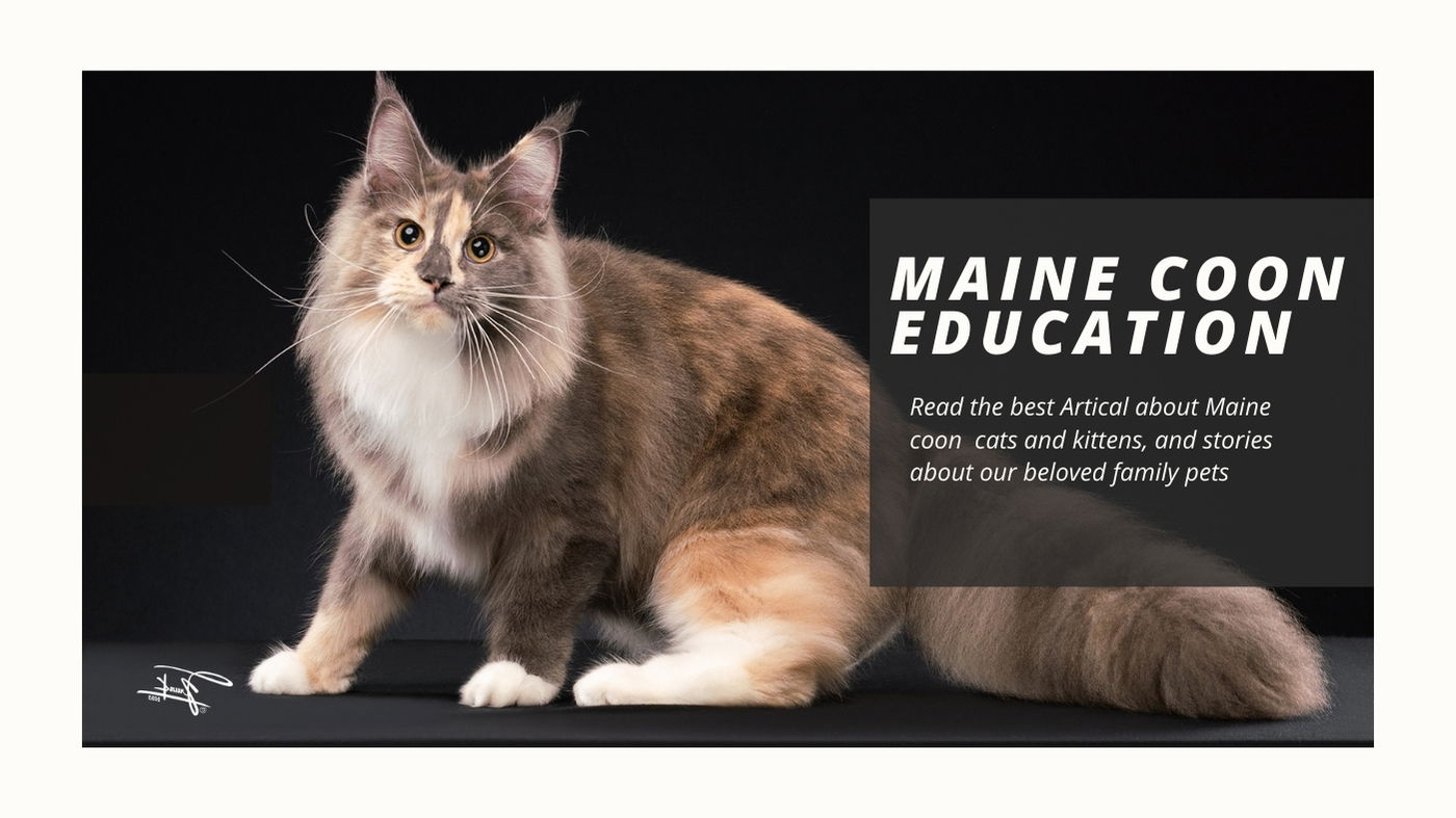 Maine coon Education