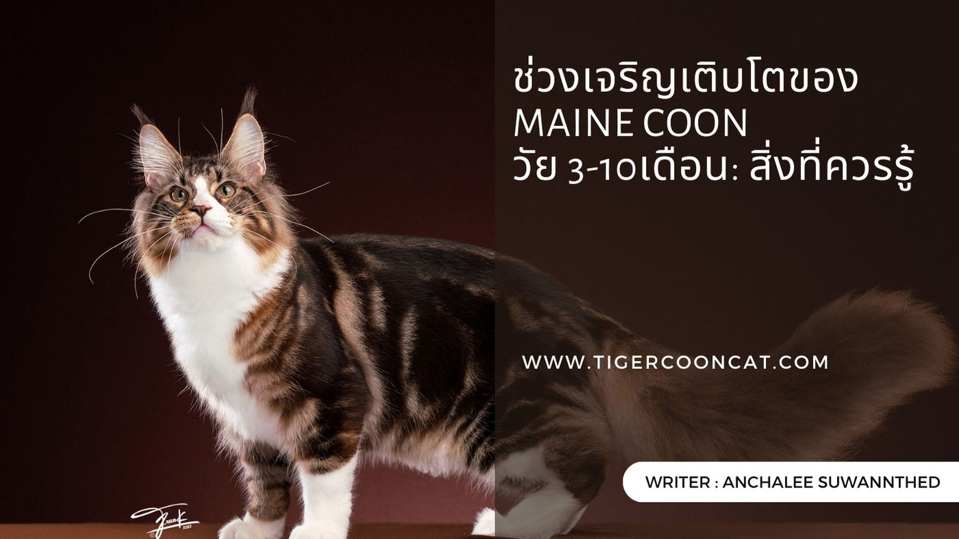 ช่วงเจริญเติบโตของ Maine Coon วัย 3-10เดือน: สิ่งที่ควรรู้