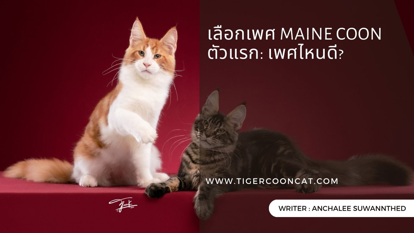 เลือกเพศ Maine Coon ตัวแรก: เพศไหนดี?