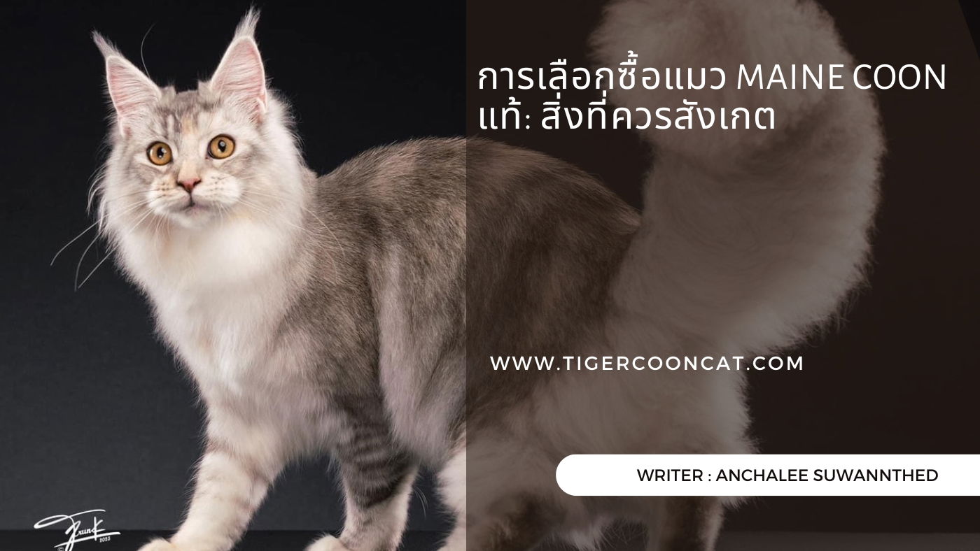 การเลือกซื้อแมว Maine Coon แท้: สิ่งที่ควรสังเกต