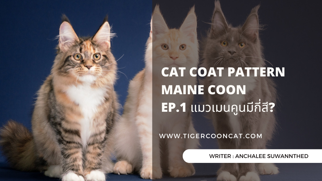 CAT COAT PATTERN MAINE COON : EP1. แมวเมนคูนมีกี่สี?