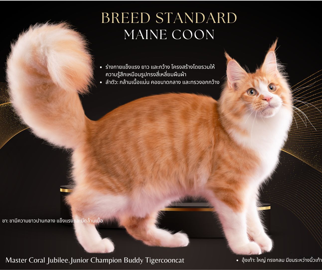 Maine Coon cat with a large, muscular, and rectangular body. Medium-length neck and broad chest showcasing the breed’s strong and robust physique.