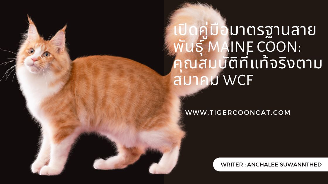 คุณสมบัติมาตรฐานสายพันธุ์ Maine Coon: คุณสมบัติที่แท้จริงตามสมาคม WCF