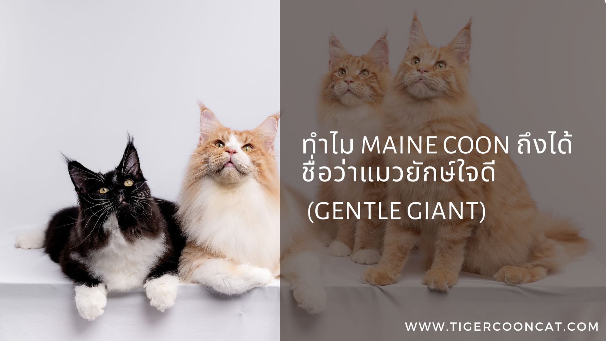 ทำไม Maine Coon ถึงได้ชื่อว่าแมวยักษ์ใจดี (Gentle Giant)