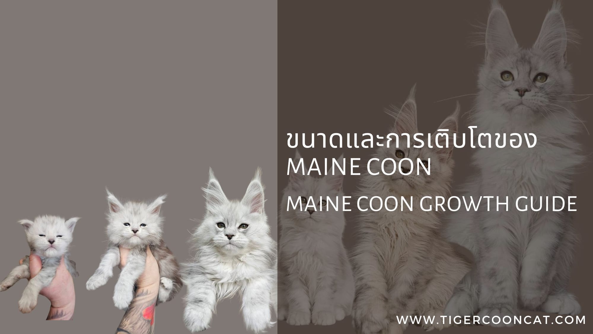 ขนาดและการเติบโตของ Maine Coon – Maine Coon Growth Guide