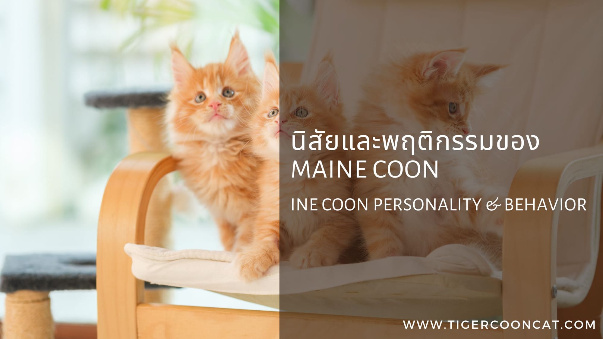 นิสัยและพฤติกรรมของ Maine Coon – Maine Coon Personality & Behavior