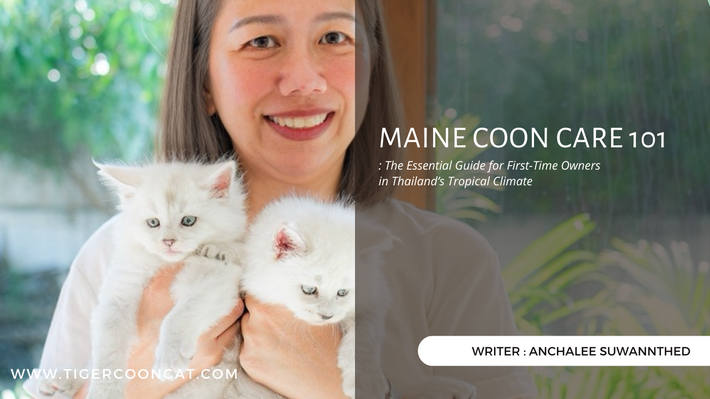 Maine Coon Care 101: The Essential Guide for First-Time Owners in Thailand’s Tropical Climate