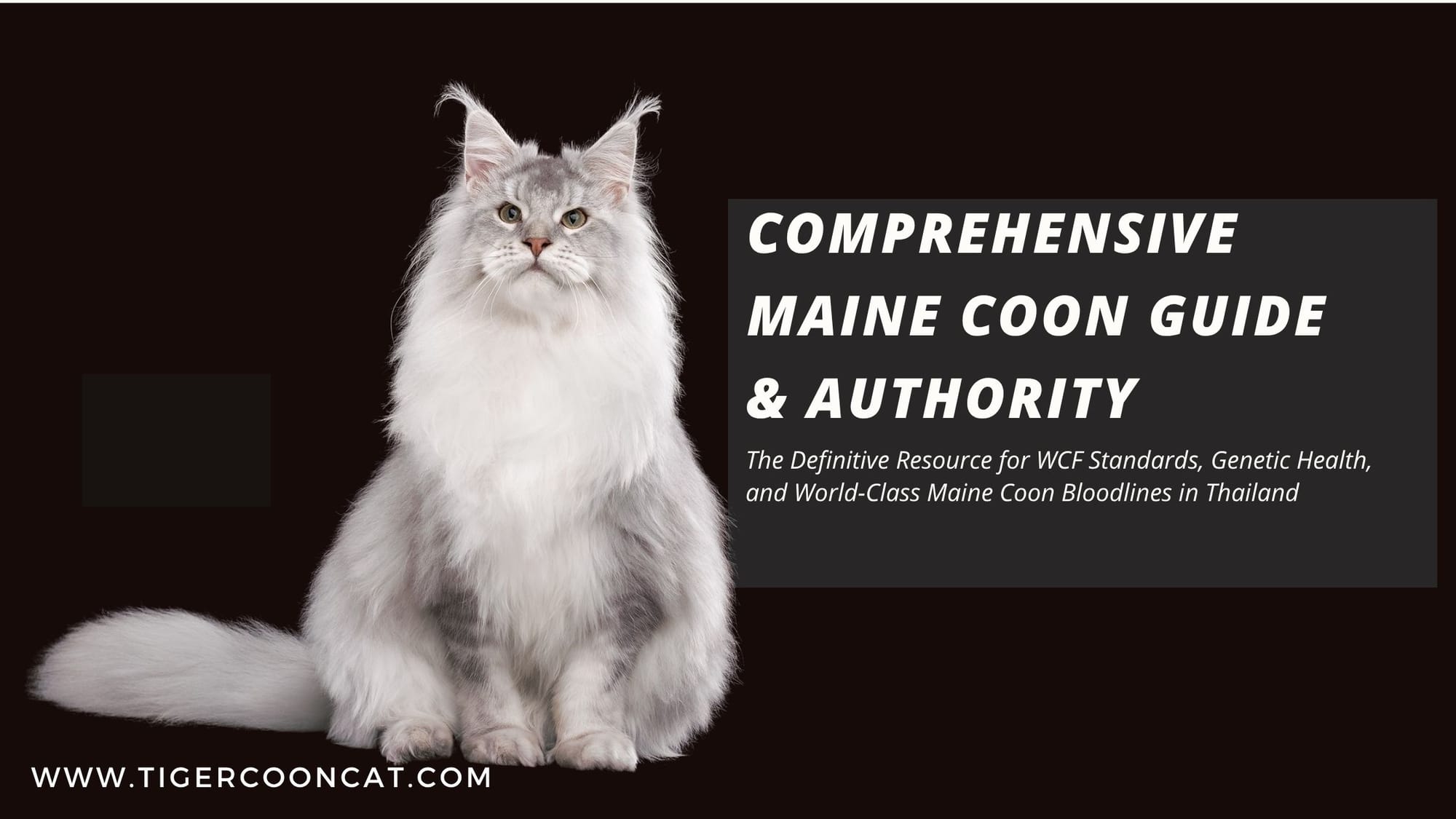 Comprehensive Maine Coon Guide & Authority: Expert Insights from Tigercooncat Cattery