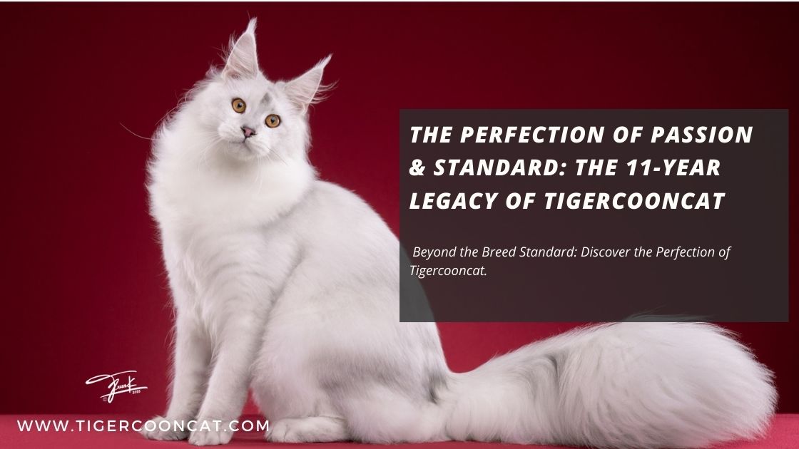 The Perfection of Passion & Standard: The 11-Year Legacy of Tigercooncat