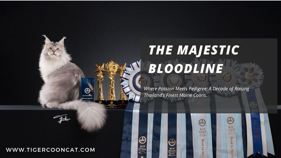 11 Years of Mastery: The Finest European & Russian Maine Coon Pedigree