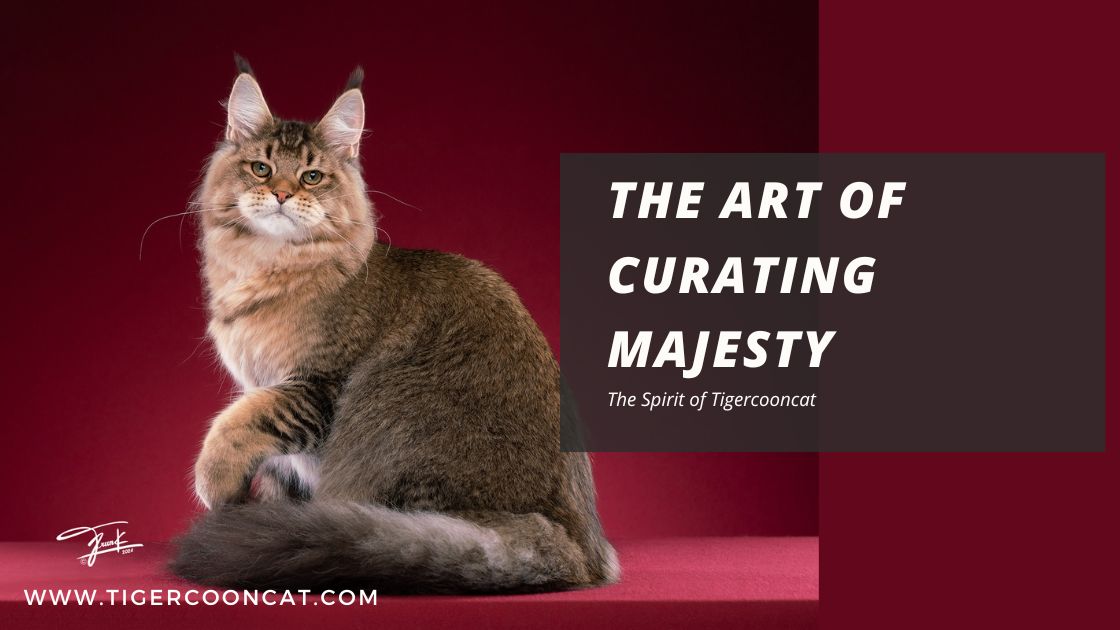 The Art of Curating Majesty: The Spirit of Tigercooncat