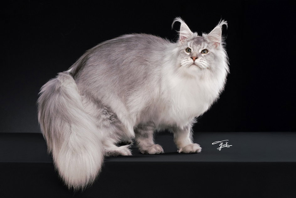 Maine Coon: The Complete Guide for New Owners in Thailand