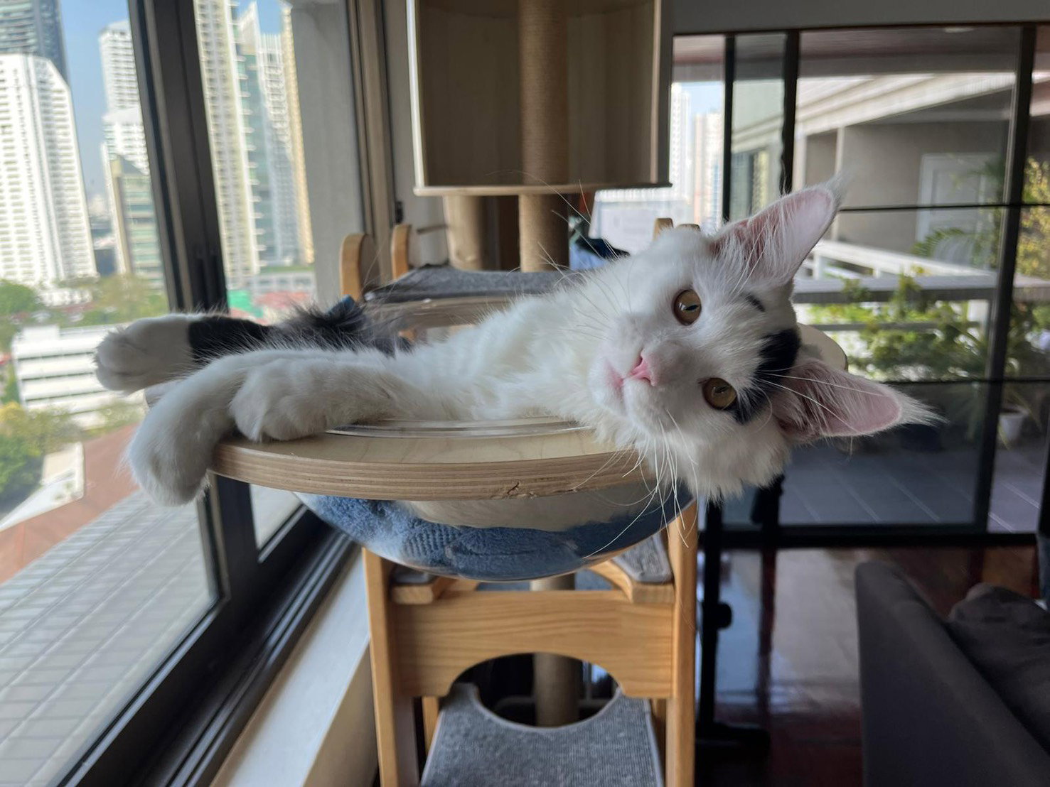 Living with a Maine Coon in a Bangkok Condo