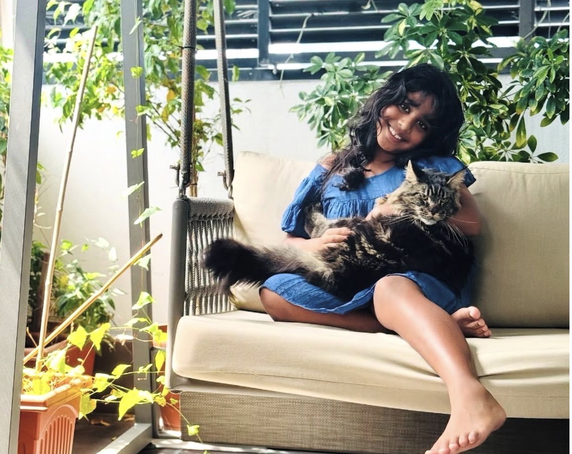 How to Care for a Maine Coon in Thailand's Climate
