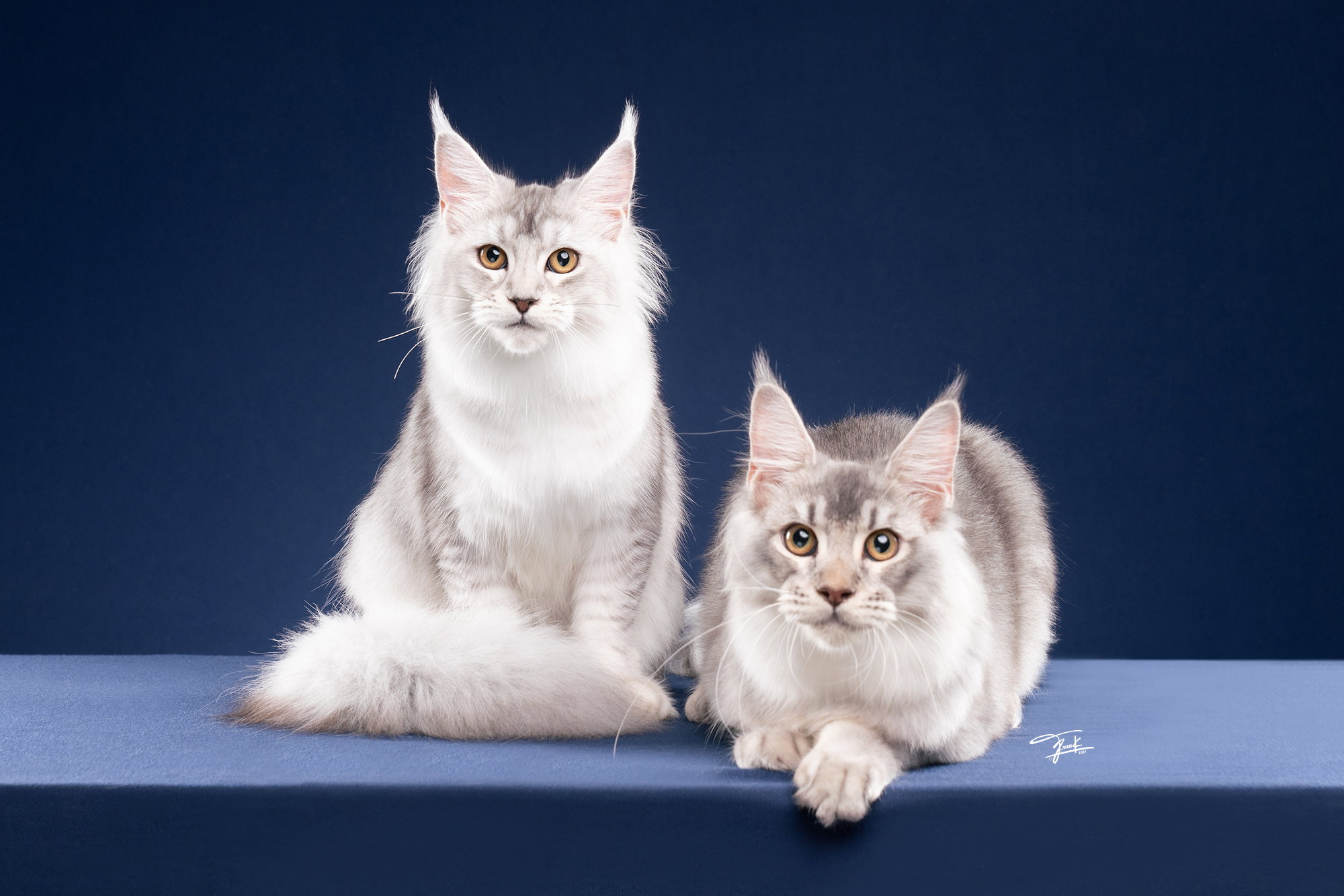Maine Coon Kittens for Sale in Thailand — The Expat Guide to Finding a Reputable Breeder