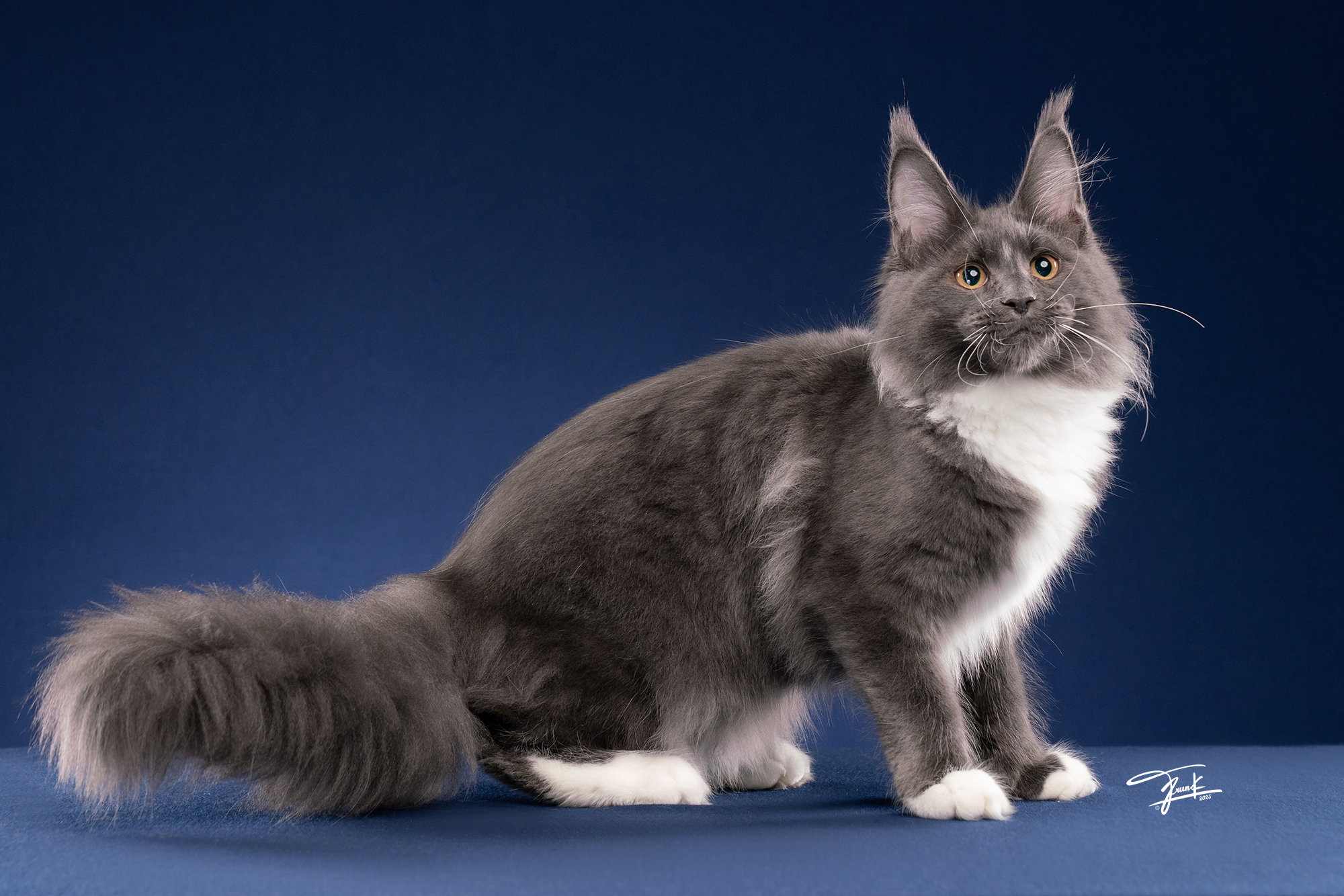 เมนคูนแท้ดูอย่างไร? 10 วิธีเลือก Maine Coon ก่อนรับน้องเข้าบ้าน