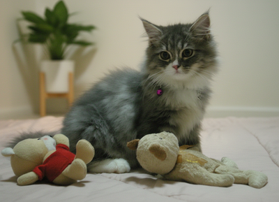 {{trans:fb7632644ae91fb4371447c051916242_1}} image