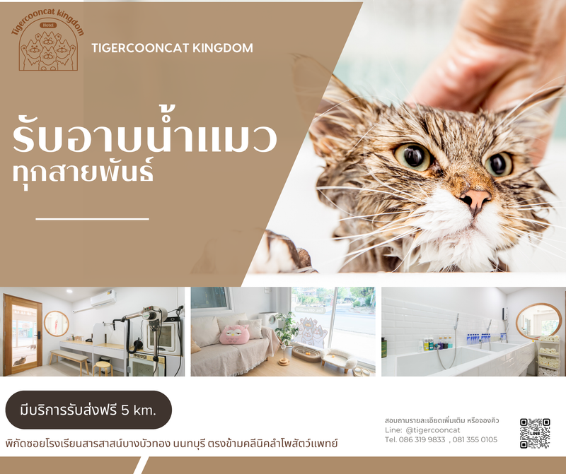 รับอาบน้ำดูแเลเส้นขนแมวทุกสายพันธ์ ทั้งแบบ  Basic  grooming  และ Speacial for Show ด้วยผลิตภัณฑ์ Premium