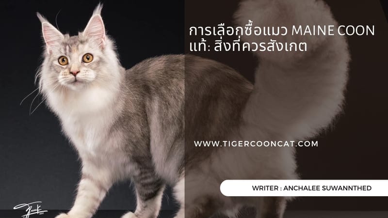 การเลือกซื้อแมว Maine Coon แท้: สิ่งที่ควรสังเกต