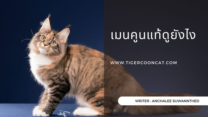 เมนคูนพันธุ์แท้ดูยังไง? วิธีตรวจสอบสายพันธุ์ Maine Coon ด้วย Pedigree และ DNA