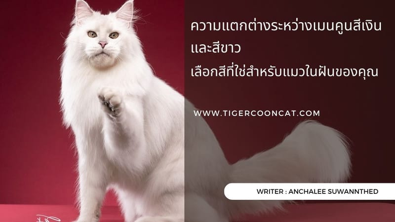 ความแตกต่างระหว่างเมนคูนสีเงินและสีขาว: เลือกสีที่ใช่สำหรับแมวในฝันของคุณ