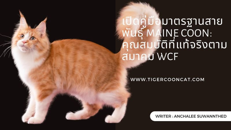 เปิดคู่มือมาตรฐานสายพันธุ์ Maine Coon: คุณสมบัติที่แท้จริงตามสมาคม WCF