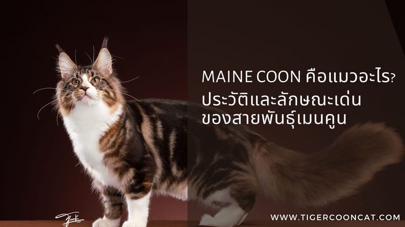 Maine Coon คือแมวอะไร? ประวัติศาสตร์และจุดกำเนิดของสายพันธุ์เมนคูน
