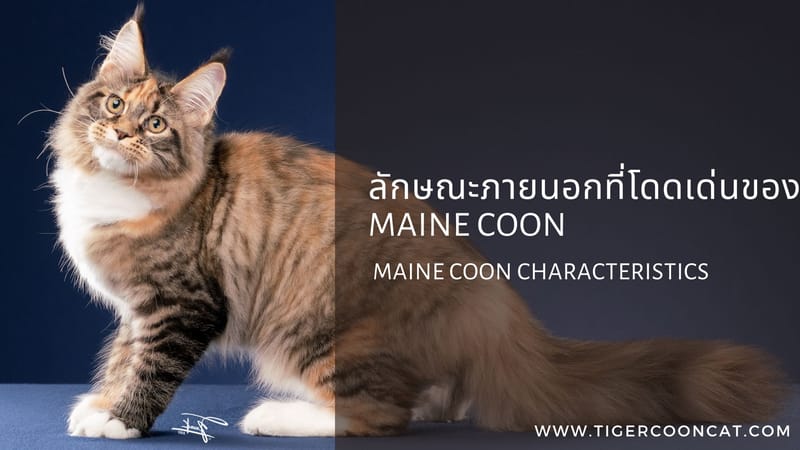 ลักษณะภายนอกที่โดดเด่นของ Maine Coon – Maine Coon Characteristics