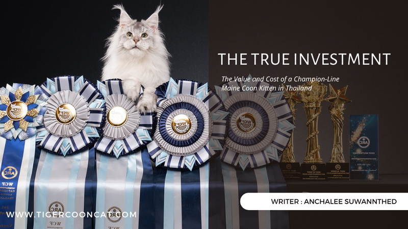 The True Investment: The Value and Cost of a Champion-Line Maine Coon Kitten in Thailand