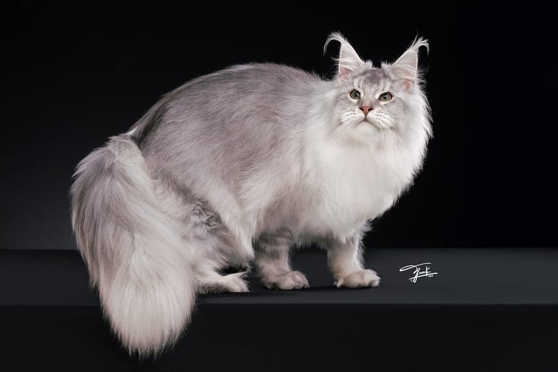 Maine Coon: The Complete Guide for New Owners in Thailand