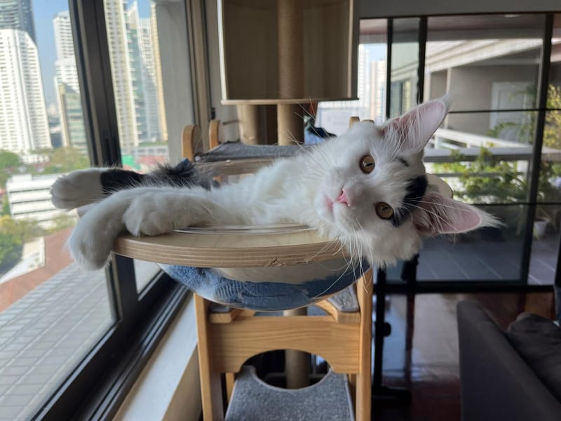 Living with a Maine Coon in a Bangkok Condo