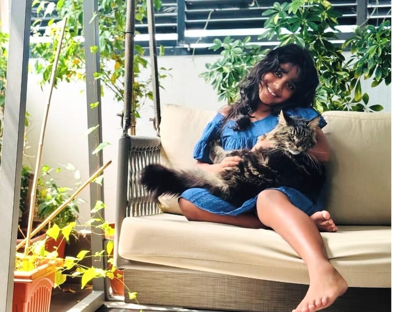 How to Care for a Maine Coon in Thailand's Climate
