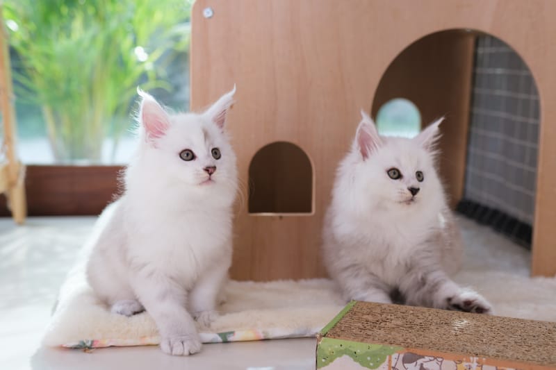 How to Choose a Maine Coon Breeder in Thailand