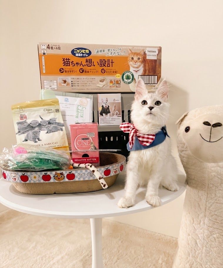 Maine Coon Kitten Checklist — What to Prepare Before Your Kitten Comes Home